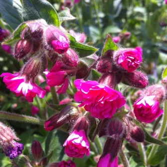 Mécsvirág (Silene)