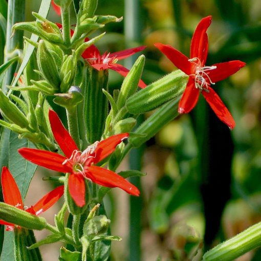 Silene regia - Habszegfű