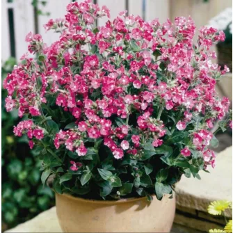 Mécsvirág (Silene)