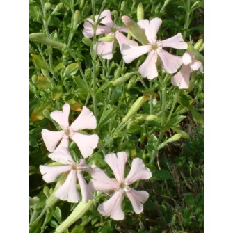 Mécsvirág (Silene)