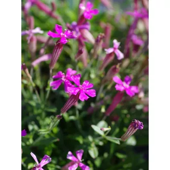 Mécsvirág (Silene)