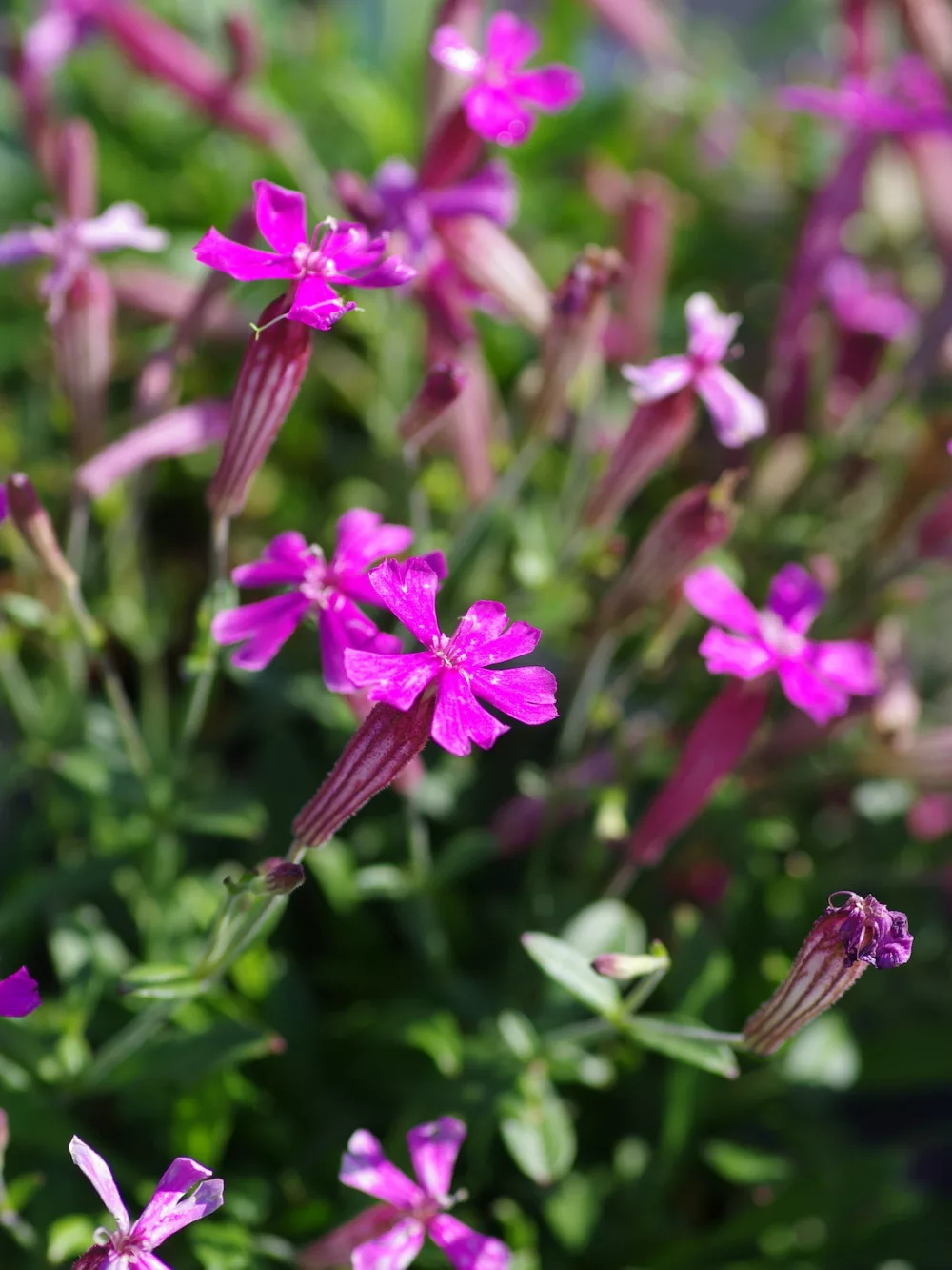 Studie Einer Roten Silene Lychnis Hirsuta Herman Saftleven main image 1