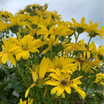 Csészekóró (Silphium)