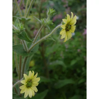 Csészekóró (Silphium)