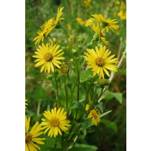 Silphium perfoliatum - Csészekóró