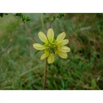 Csészekóró (Silphium)