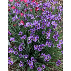 Sisyrinchium angustifolium Lucerne - Sásbokor