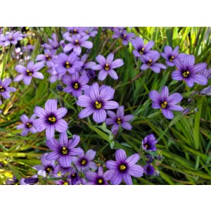 Sisyrinchium bellum - Sásbokor