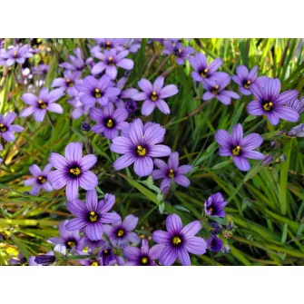 Sásbokor (Sisyrinchium)