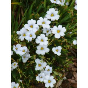 Sisyrinchium Iceberg - Sásbokor