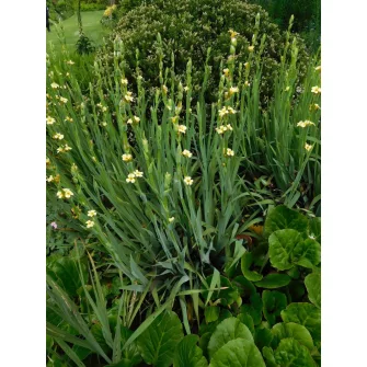 Sásbokor (Sisyrinchium)
