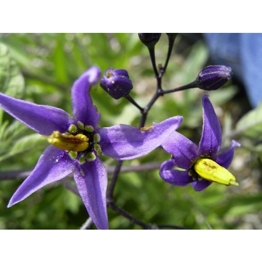 Solanum dulcamara - Ebszőlő csucsor