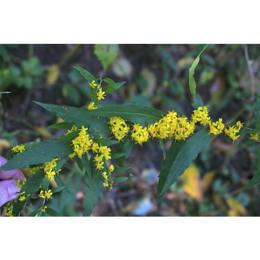 Solidago caesia - Aranyvessző