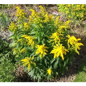Aranyvesszű (Solidago)