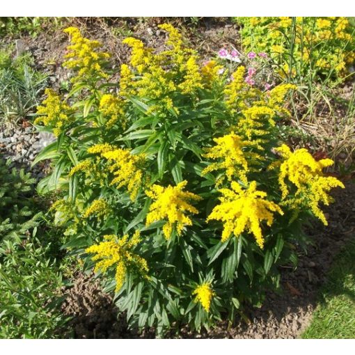 Solidago Golden Dwarf - Aranyvessző