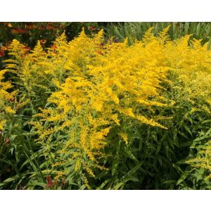 Solidago Golden Mosa - Aranyvessző