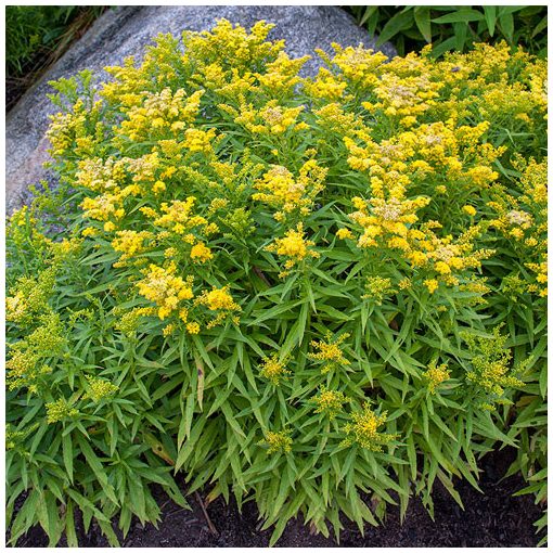 Solidago Little Lemon - Aranyvessző