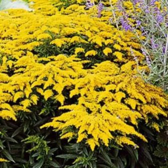 Aranyvesszű (Solidago)