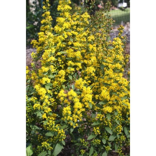 Solidago roanensis - Aranyvessző