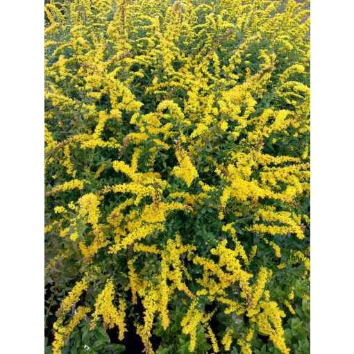 Solidago rugosa Fireworks - Aranyvessző