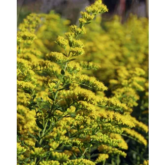 Aranyvessző (Solidago)