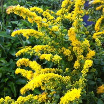 Aranyvessző (Solidago)