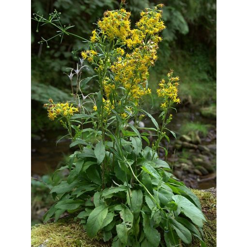 Solidago virgaurea - Aranyvessző