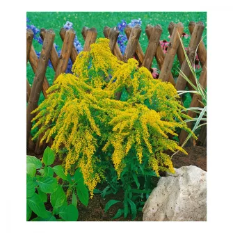 Vesszőrózsa (Solidaster)