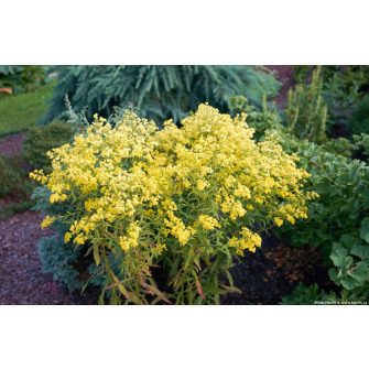 Vesszőrózsa (Solidaster)