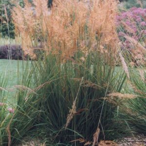 Sorghastrum nutans - Indiánfű