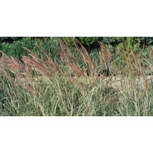 Sorghastrum nutans JS Winnetous Squaw - Indiánfű