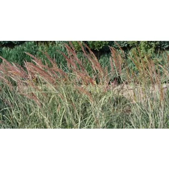 Indiánfű (Sorghastrum)