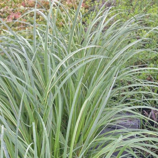 Spartina pectinata Aureomarginata - Préri zsinegfű