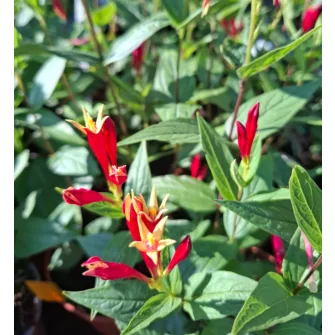 Féregbokor (Spigelia)