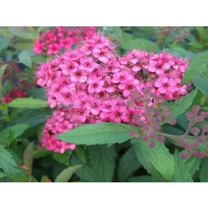Spiraea japonica Anthony Waterer - Japán gyöngyvessző
