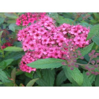 Gyöngyvesszű (Spirea)