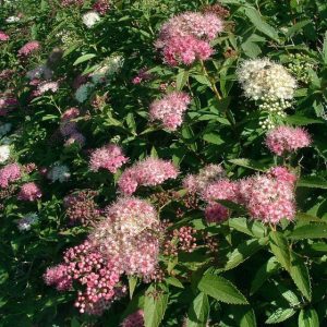 Spiraea japonica Genpei - Japán gyöngyvessző