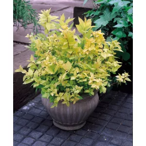 Spiraea japonica Goldflame - Japán gyöngyvessző