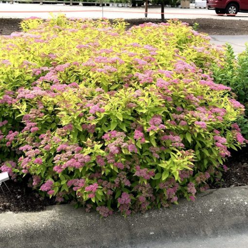 Spiraea japonica Goldmound - Japán gyöngyvessző