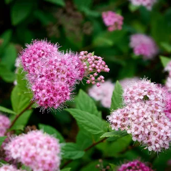 Gyöngyvesszű (Spirea)