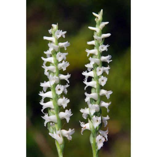 Spiranthes cernua - Bólogató hölgytincsér