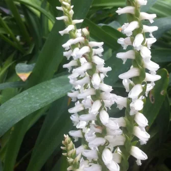 Füzértekercs (Spiranthes)