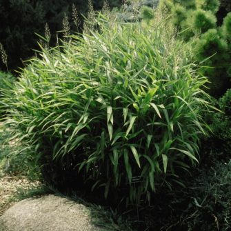 Hajtincsfű (Spodiopogon)