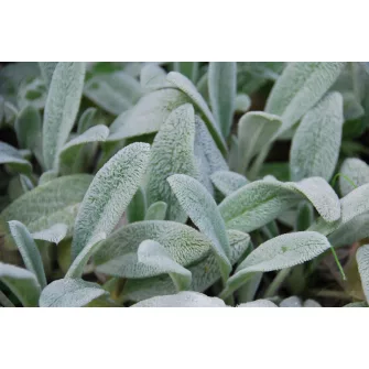 Tisztesfű (Stachys)