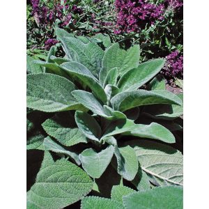 Stachys byzantina Helene Von Stein - Gyapjas tisztesfű
