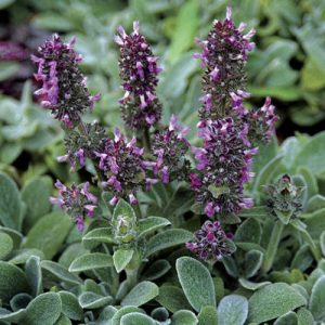 Stachys byzantina Silky Fleece - Gyapjas tisztesfű