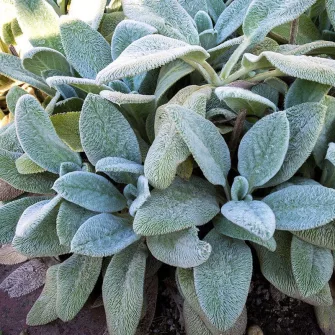 Tisztesfű (Stachys)