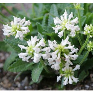 Stachys discolor - Fehér bárányfül