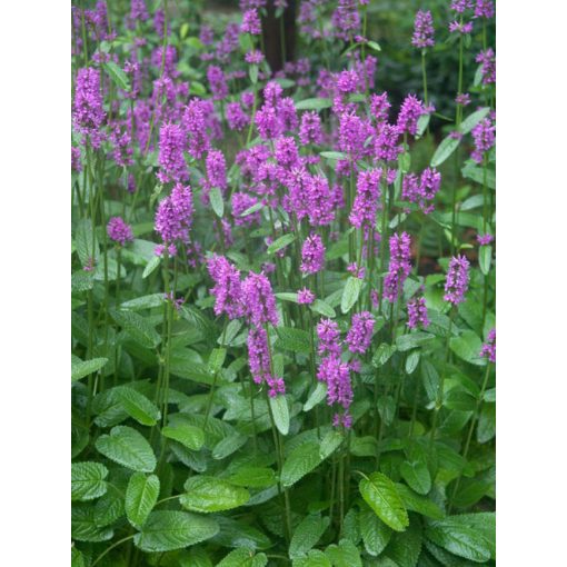 Stachys monieri Hummelo - Nagyvirágú tisztesfű