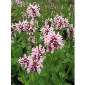 Stachys monieri Rosea - Nagyvirágú tisztesfű